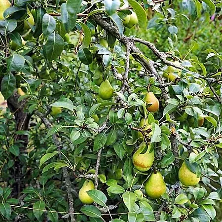 Slube An Den Teichen Hoher Flaeming